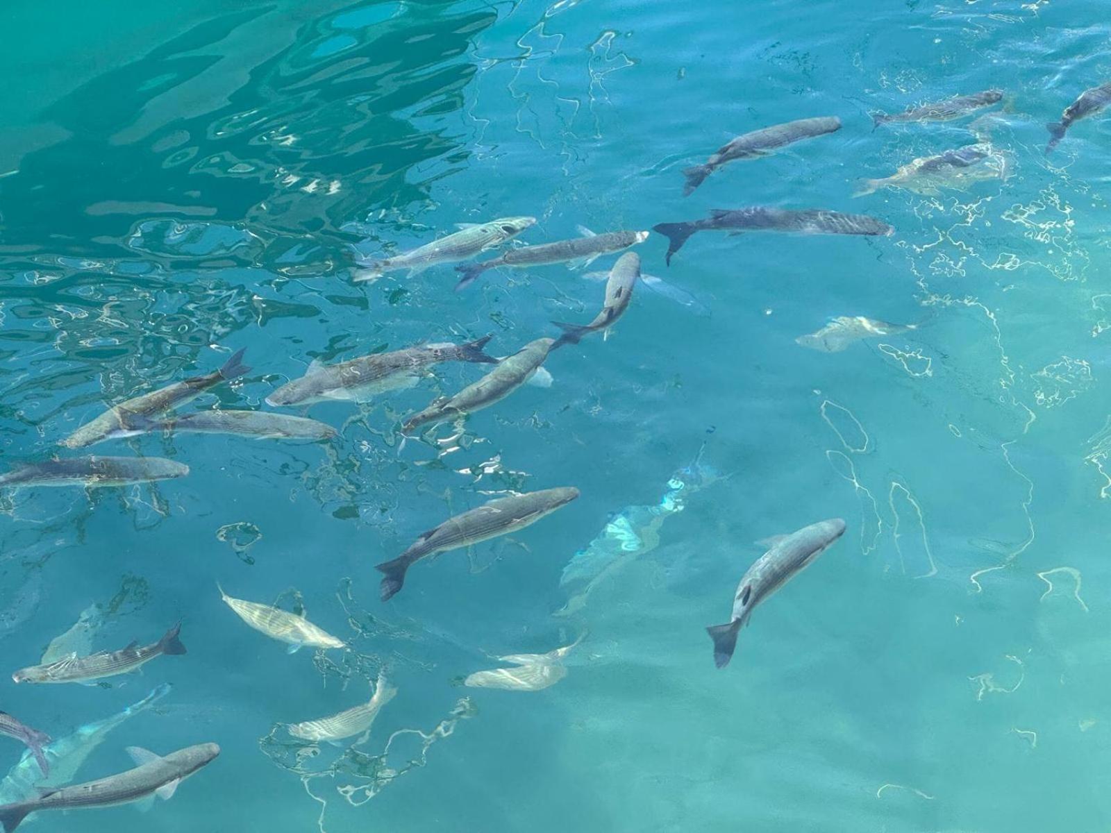 מספאלומס Piso Paraiso Vicino Al Mare מראה חיצוני תמונה